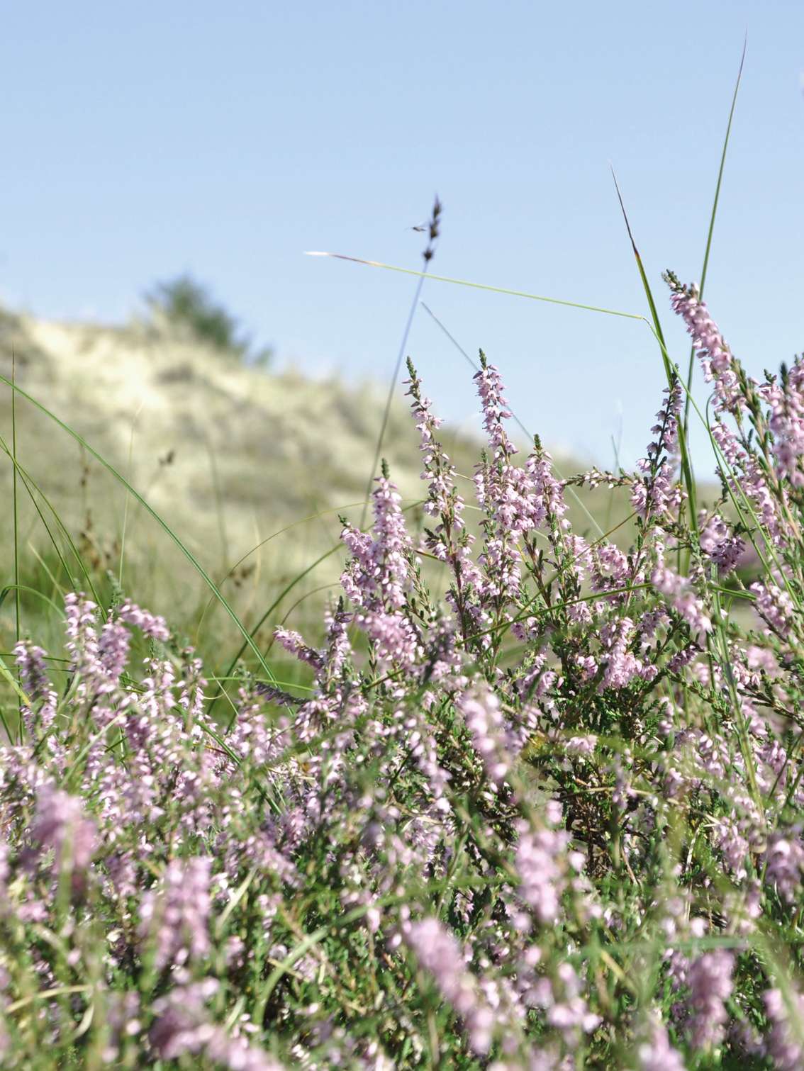 Blühende Heide auf Amrum